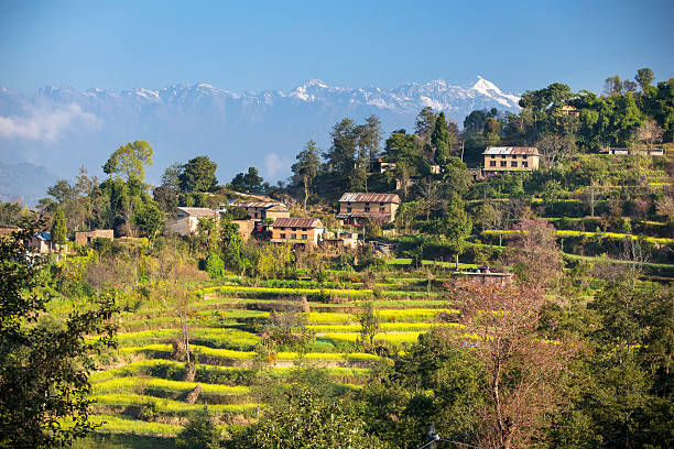 Mustard plantations near to Nagarkot, Nepal, and the Himalaya range in the back